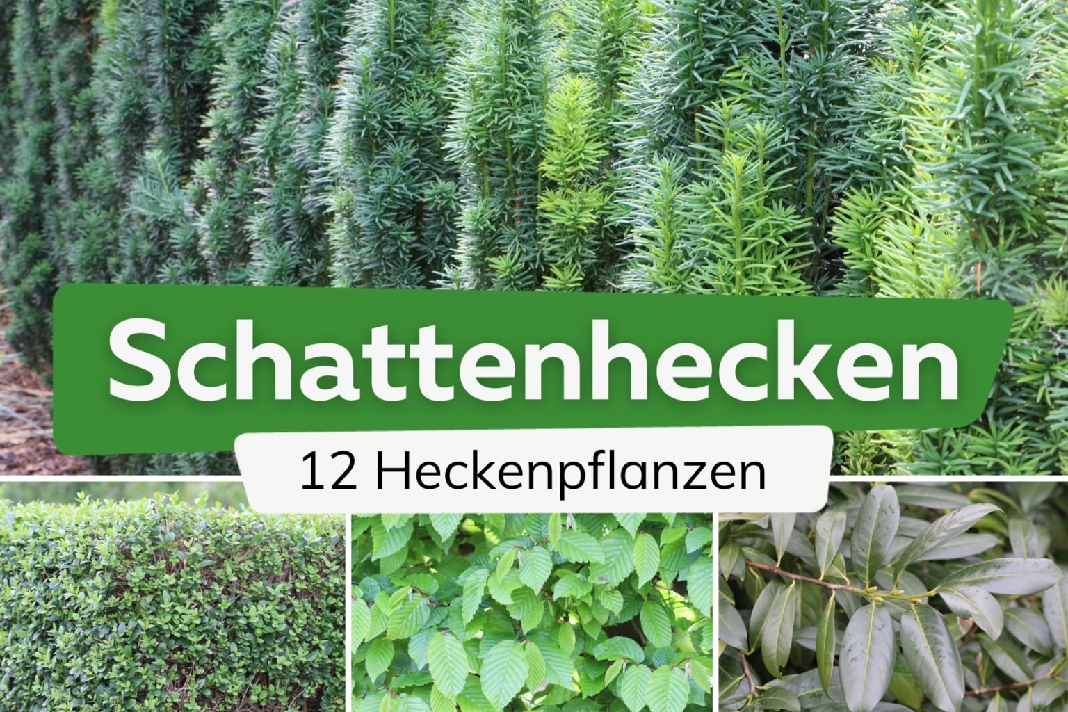 Schattenhecke 12 HeckenPflanzen für Schatten