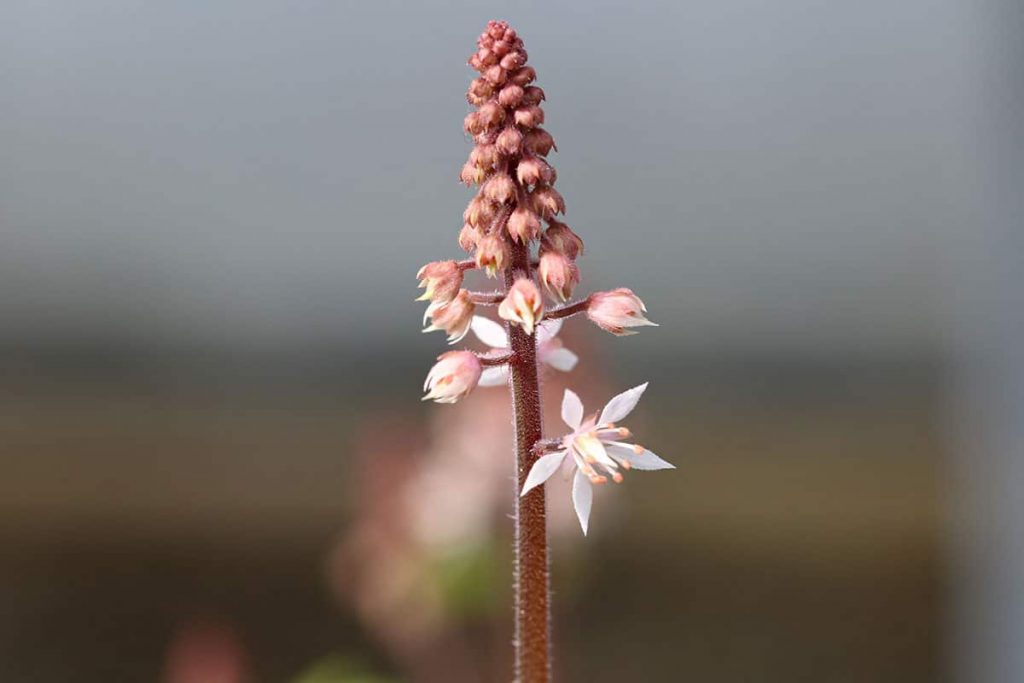 Schaumblüte (Tiarella)