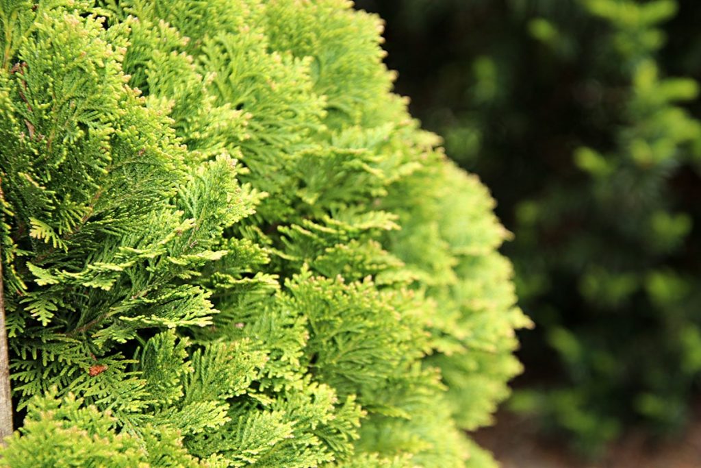 Scheinzypresse (Chamaecyparis lawsoniana), blickdichte Hecke