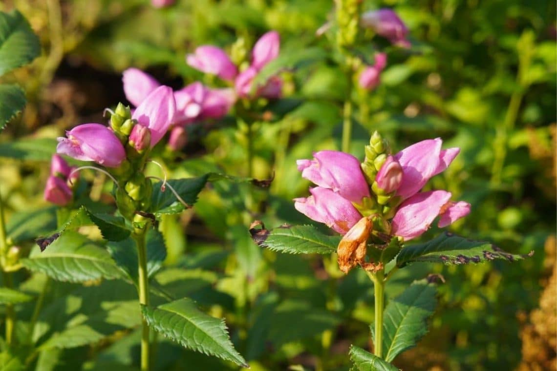 Schlangenkopf (Chelone obliqua