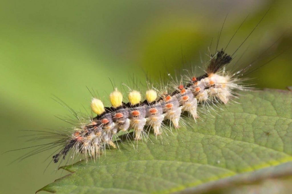 Raupe des Schlehen-Bürstenspinners (Orgyia antiqua)