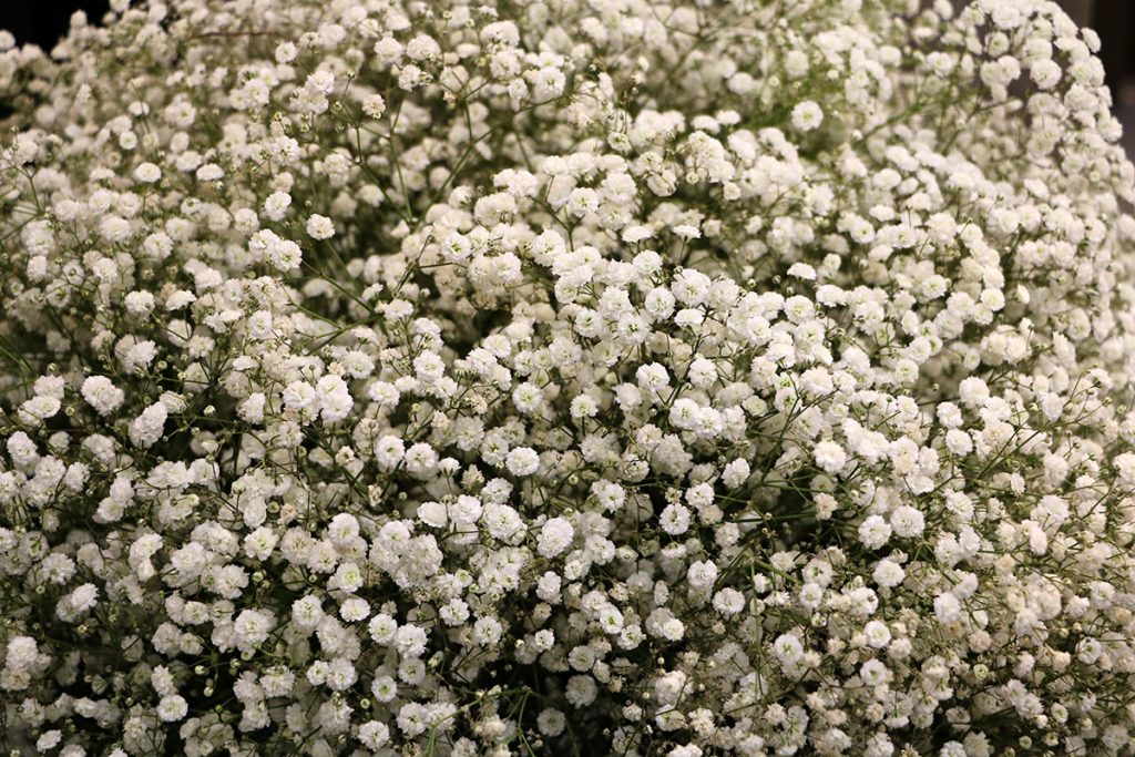 Schleierkraut (Gypsophila), Begleitpflanzen