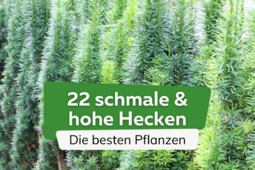 Diese 22 Heckenpflanzen wachsen schmal und hoch