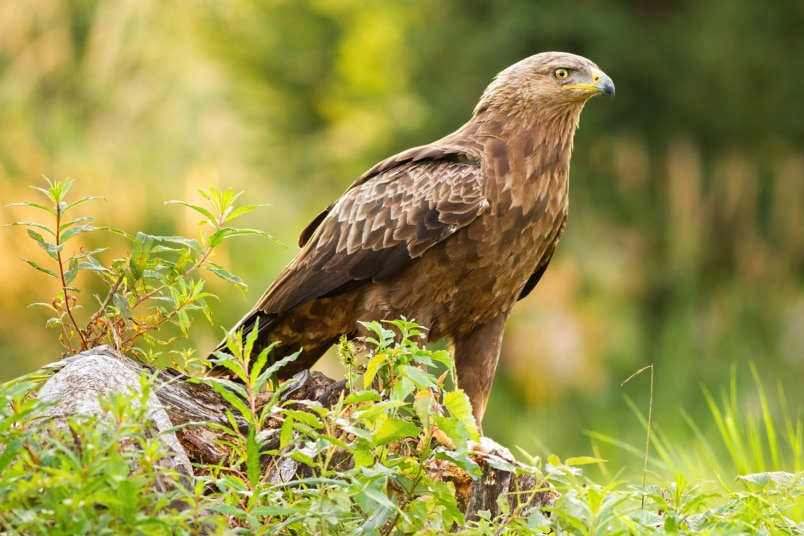 Schreiadler (Clanga pomarina)