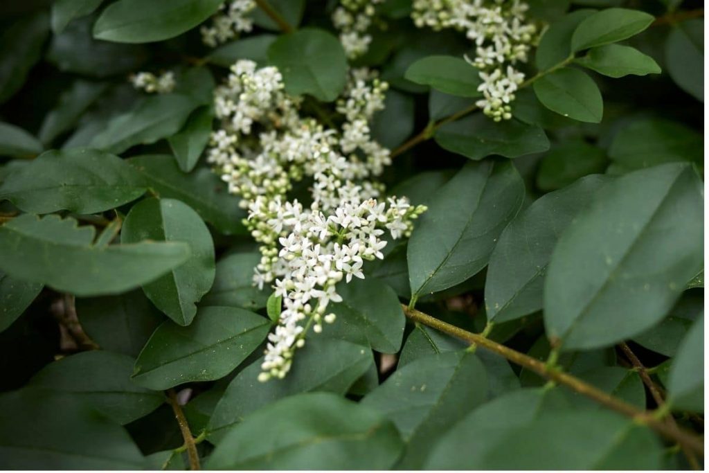 Schwarzgrüner Liguster 'Atrovirens' (Ligustrum vulgare 'Atrovirens'), Heckenpflanze