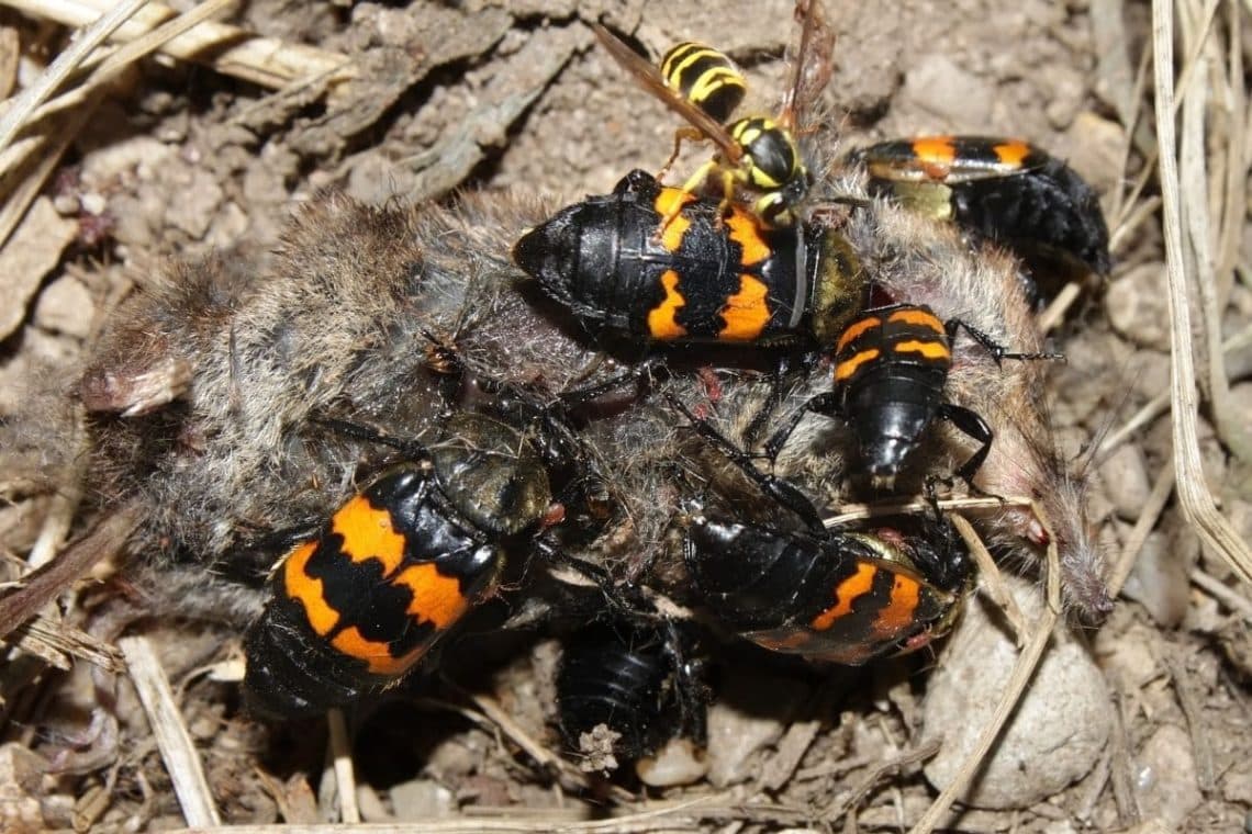 Schwarzhörniger Totengräber (Nicrophorus vespilloides)