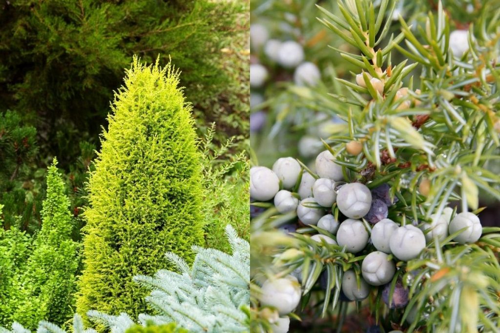 Schwedischer Säulenwacholder (Juniperus communis 'Suecica'), Heckenpflanze