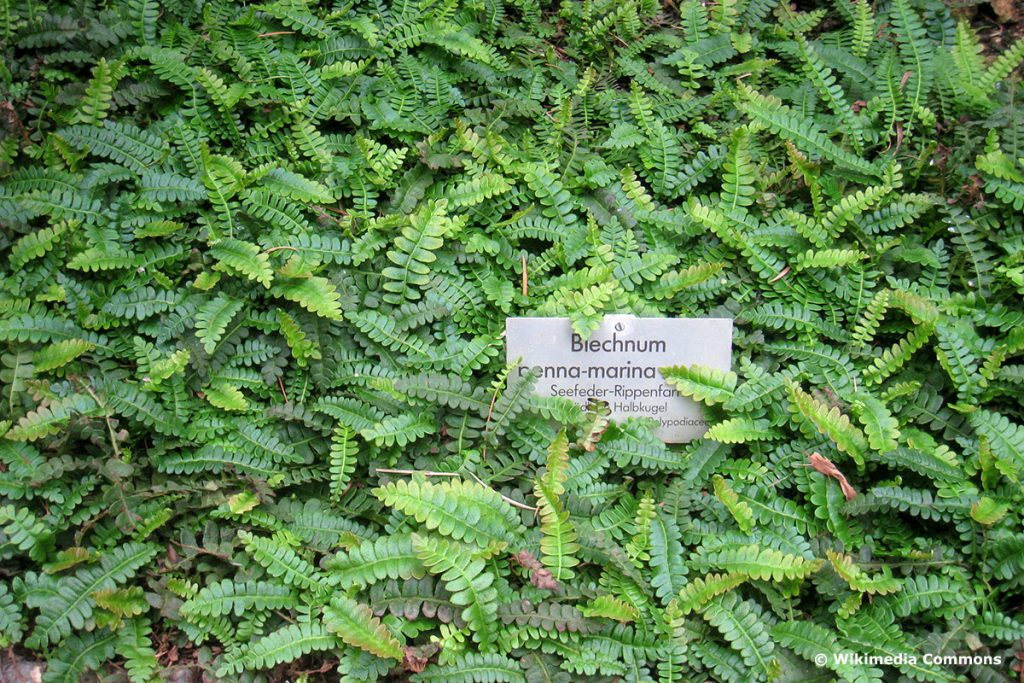 Seefeder Rippenfarn (Blechnum penna-marina)