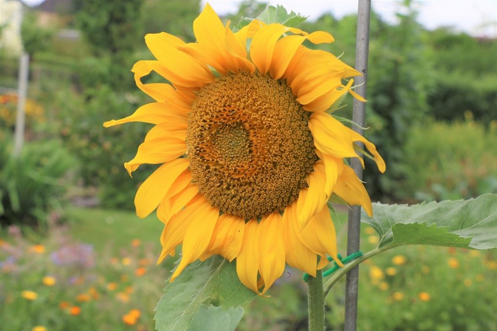 Sonnenblume - Helianthus annuus