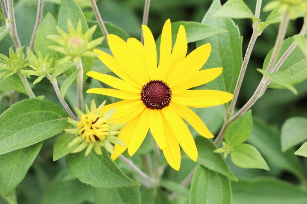 Sonnenhut - Rudbeckia