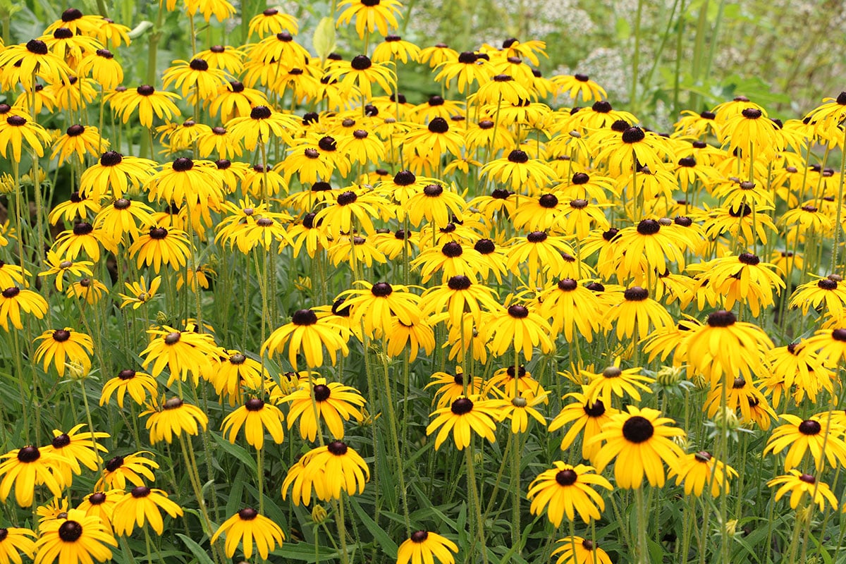 Sonnenhut (Rudbeckia), Hortensien kombinieren