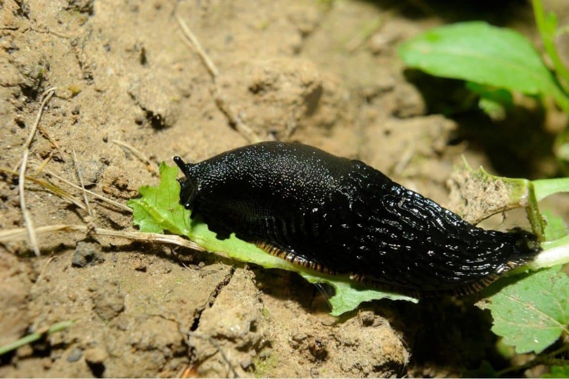 Spanische Wegschnecke (Arion vulgaris)