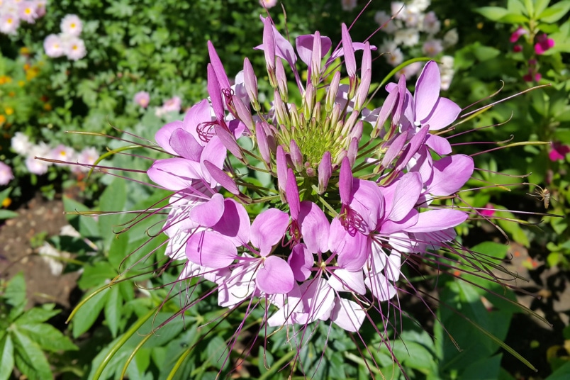 Spinnenblume (Cleome spinosa)