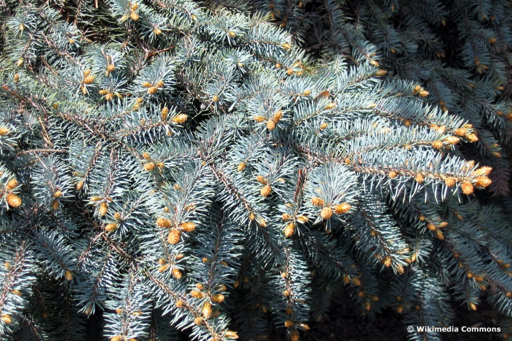 Gartenbäume zwischen 10 und 20 Metern - Stechfichte