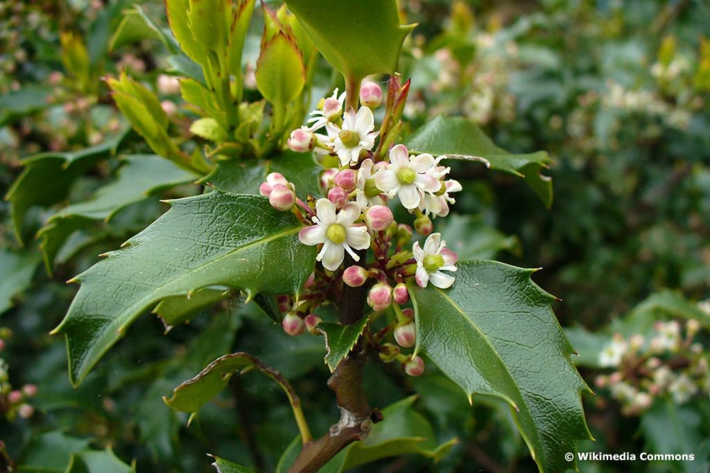 Stechpalme (Ilex x meserveae)