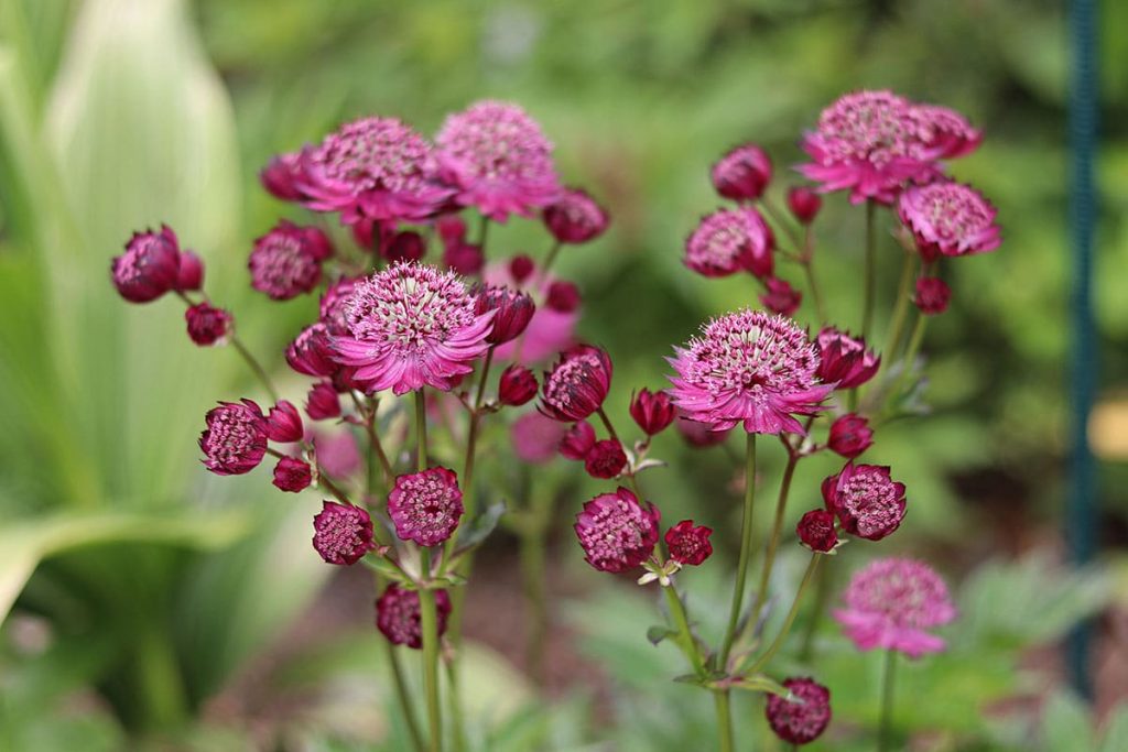 Sterndolden (Astrantia), Begleitpflanzen