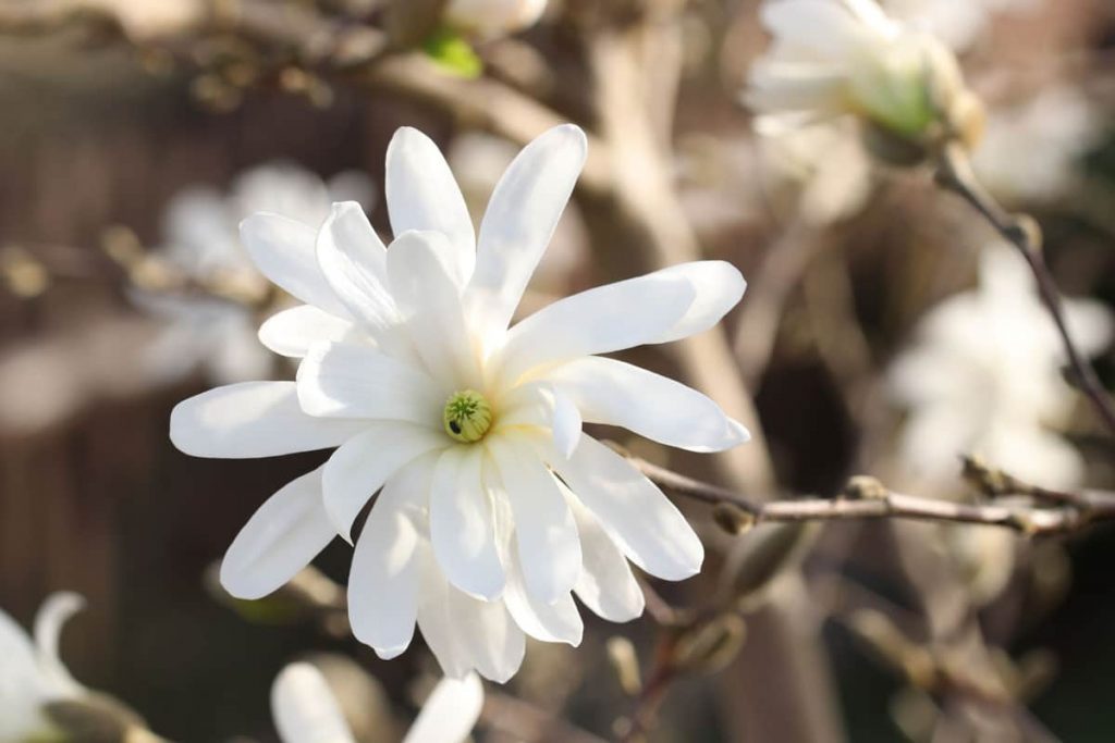 Sternmagnolie - Magnolia stellata