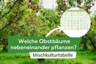 Tabelle welche Obstbäume nebeneinander pflanzen?