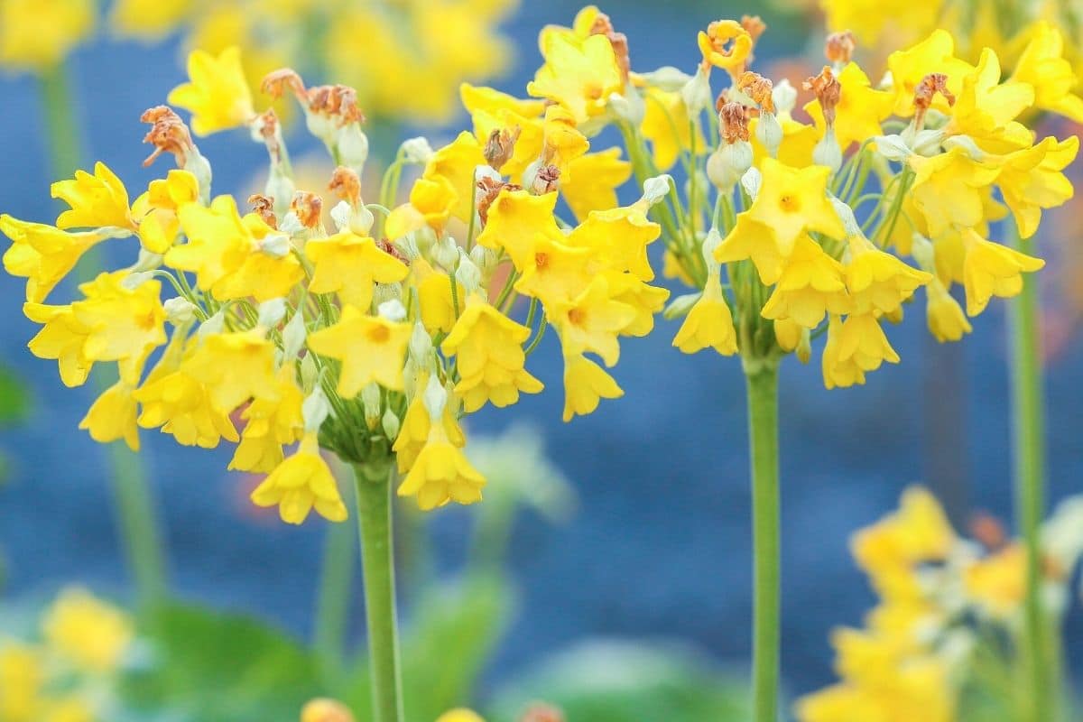 Tibet-Primel - Primula florindae