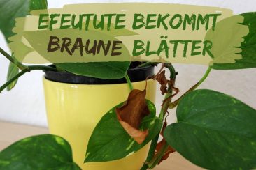 Efeutute bekommt braune Blätter - Titel