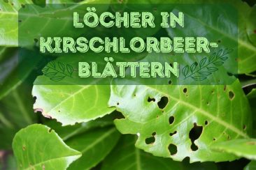 Löcher in Kirschlorbeer-Blättern - Titel