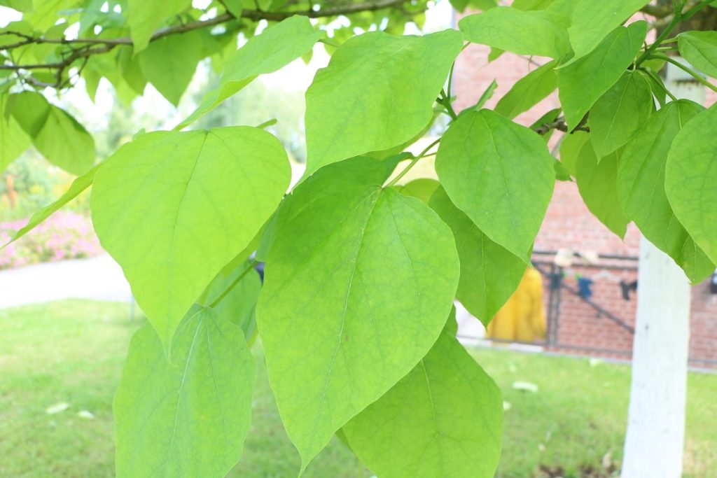 Gartenbäume zwischen 10 und 20 Metern - Trompetenbaum - Catalpa bignonioides