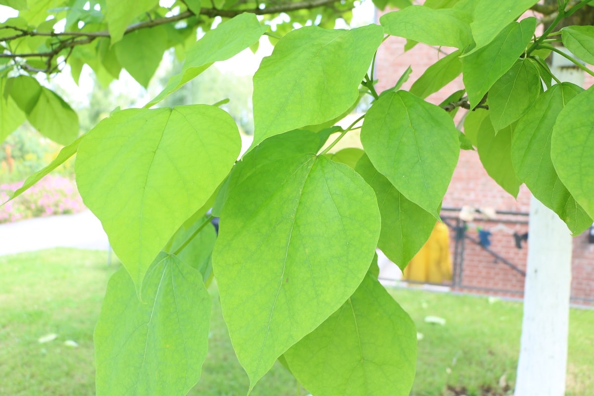 Trompetenbaum - Catalpa bignonioides