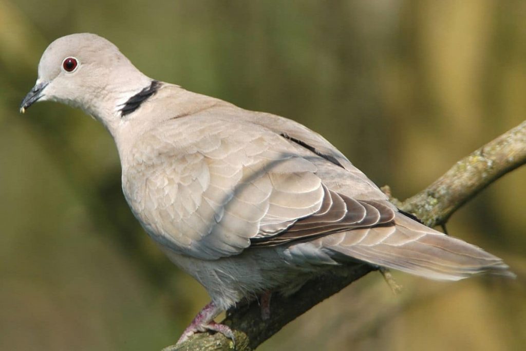 Türkentaube - Streptopelia decaocto