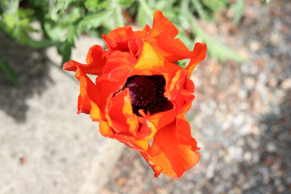 Türkischer Mohn - Papaver orientale