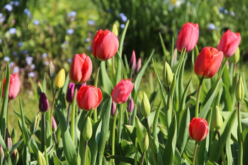 Tulpen - Tulipa