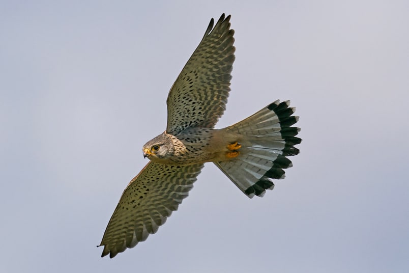 Turmfalke (Falco tinnunculus)