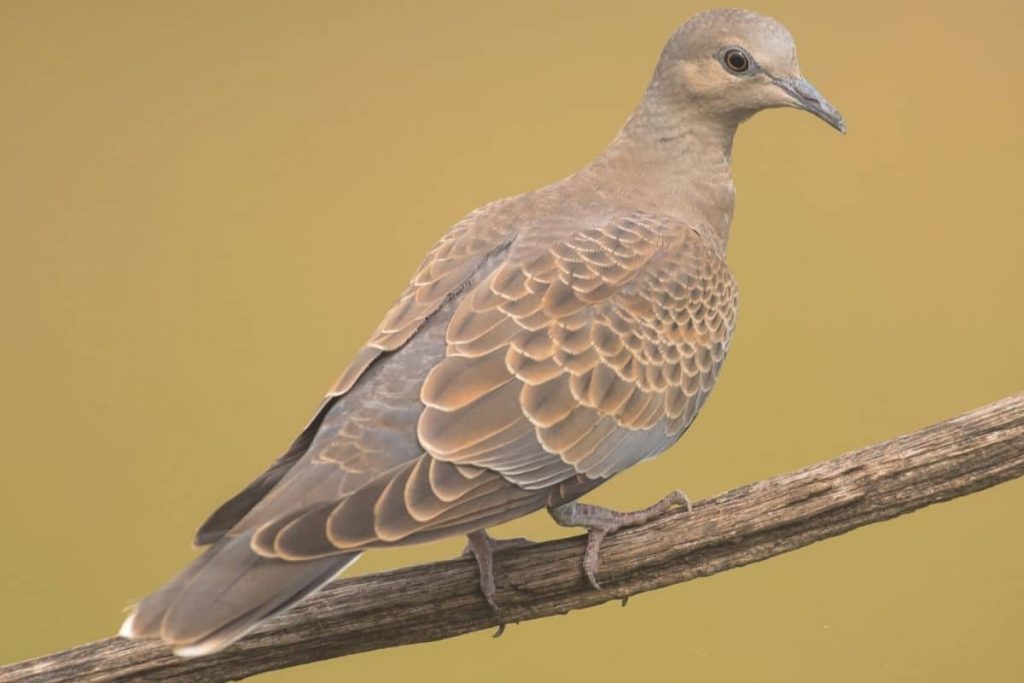 Turteltaube - Streptopelia turtur