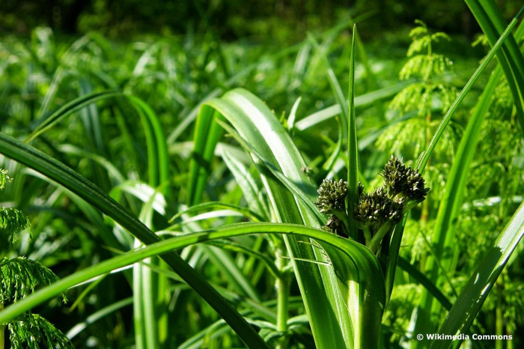 Wald-Simse (Scirpus sylvaticus)