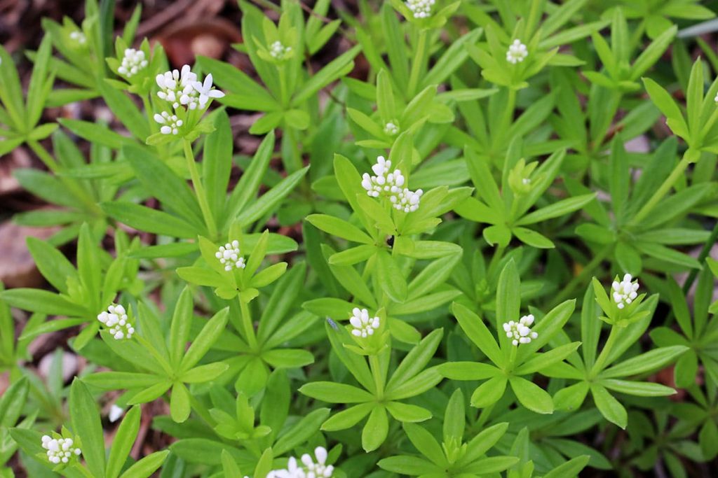 Waldmeister (Galium odoratum)