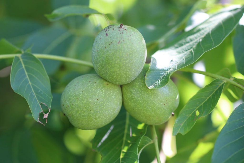 Walnussbaum (Juglans regia)