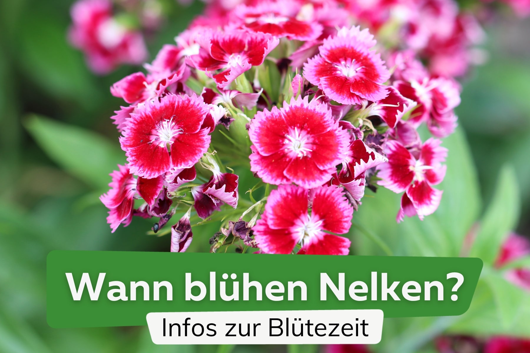 Wann blühen Nelken? Alles zu Blütezeit & Sorten