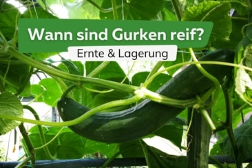 Wann sind Gurken reif? | Gurken ernten und lagern