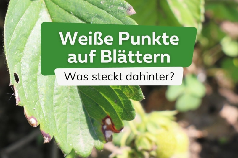 Kleine weiße Punkte auf Blättern: was ist es?