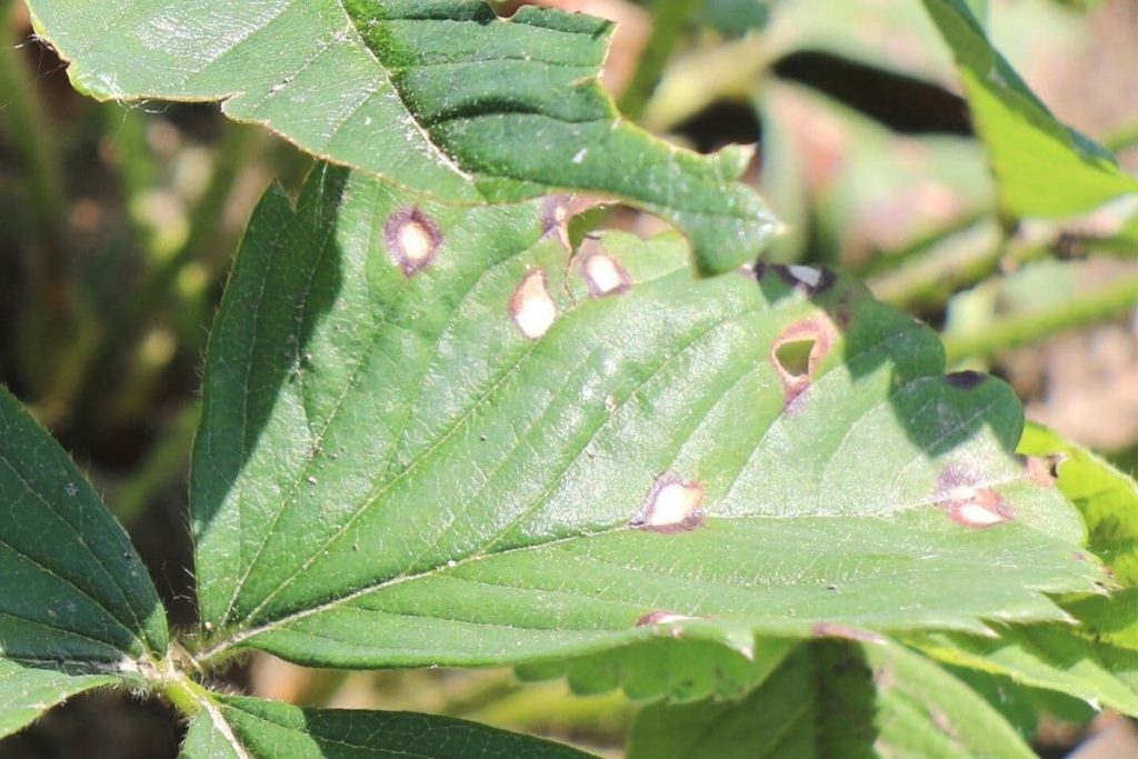 Weißfleckenkrankheit (Mycosphaerella fragariae) an Erdbeeren