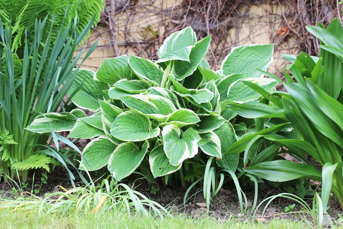 Weissrandige Graublatt-Funkie - Hosta fortunei 'Francee'