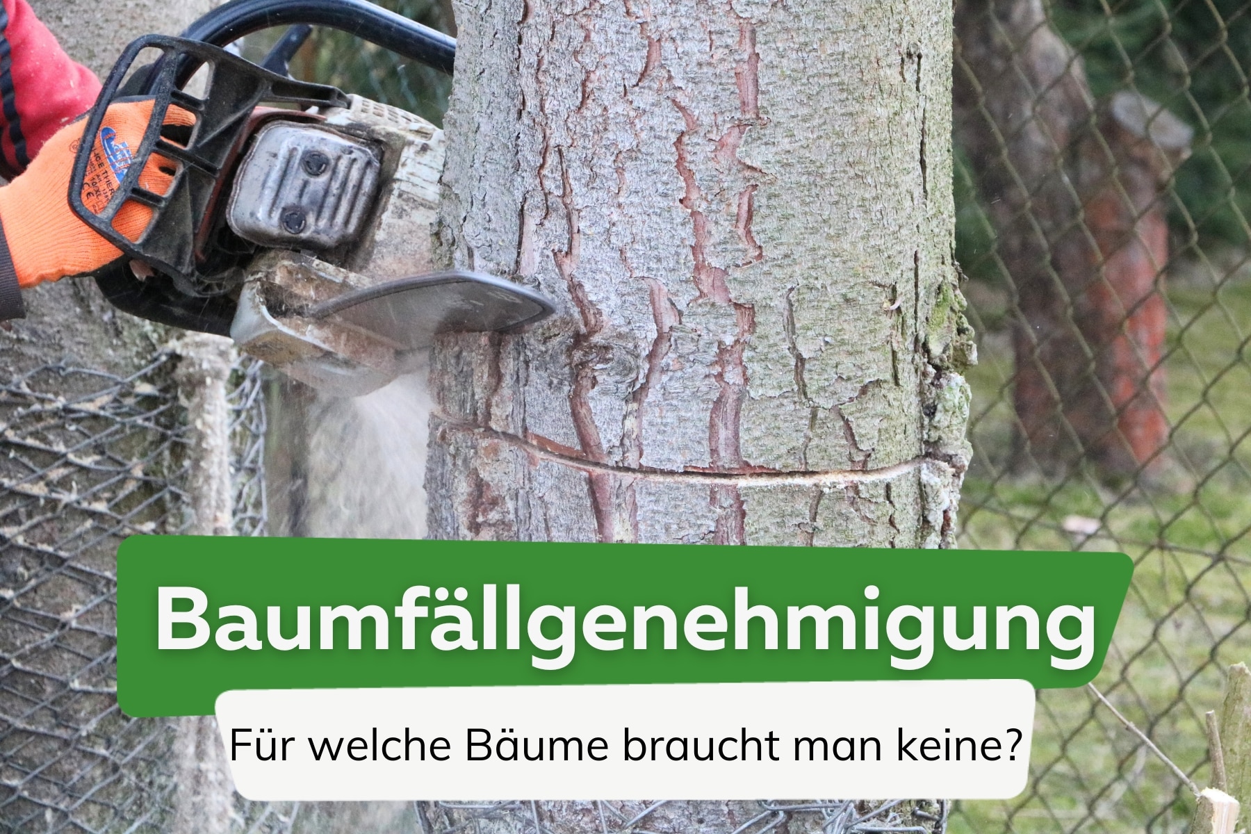 Welche Bäume darf man ohne Genehmigung fällen?