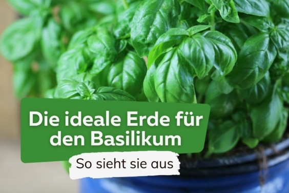 Welche Erde ist für Basilikum ideal?