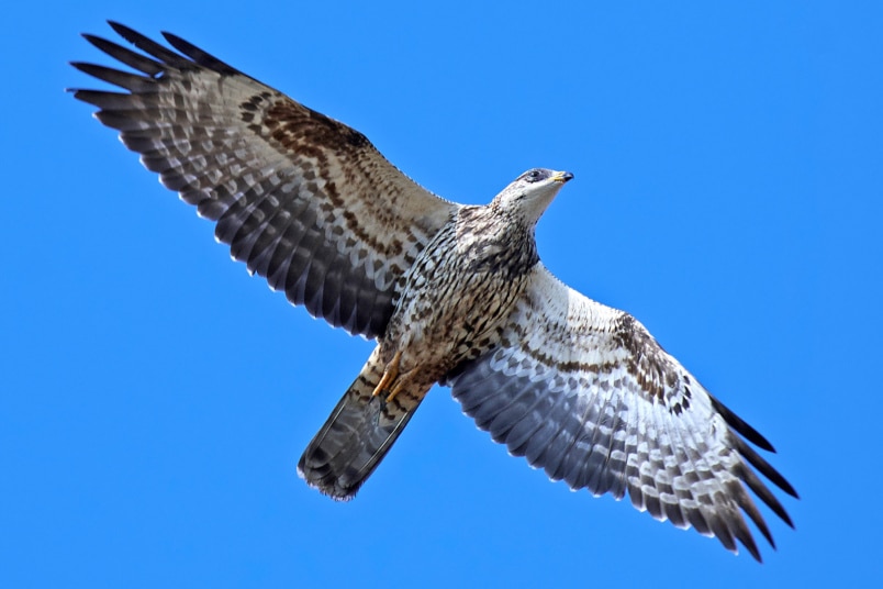 Wespenbussard (Pernis apivorus)