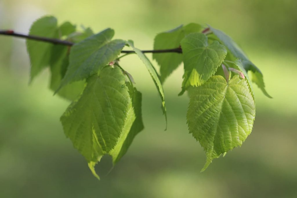 Winterlinde - Tilia cordata