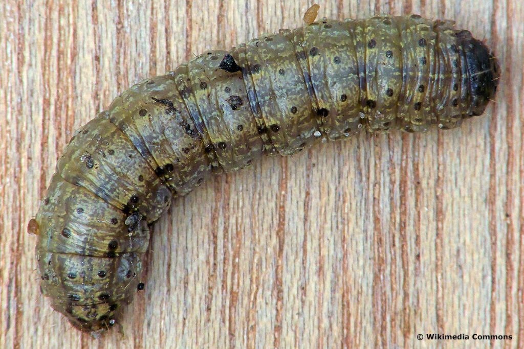 Ypsiloneule (Agrotis ipsilon), Radieschen angefressen