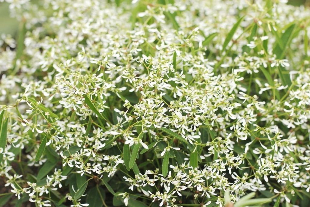 Zauberschnee - Euphorbia hyepericifolia 'Diamond Frost'