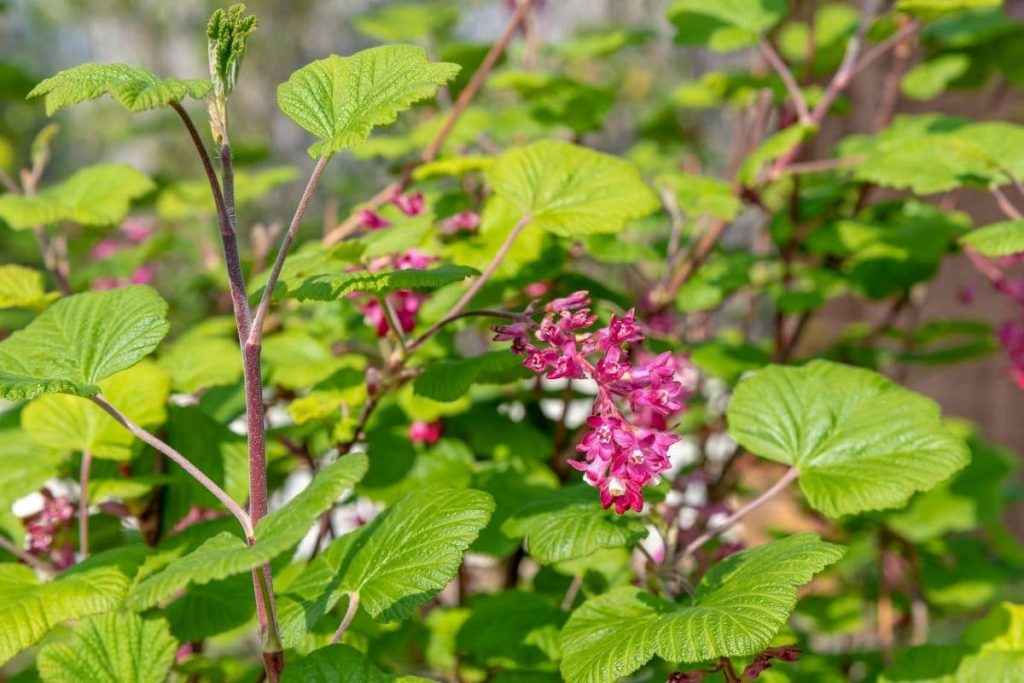 Zierjohannisbeere (Ribes sanguineum 'Pulborough Scarlet'), Heckenpflanze