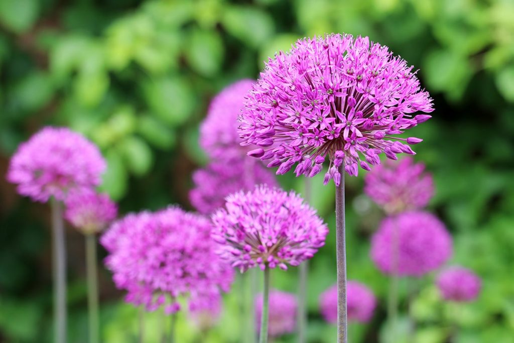 Rosen kombinieren - Zierlauch - Allium