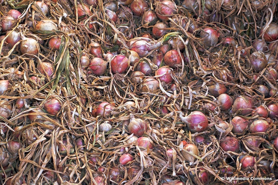 Allium vermehren Zierlauch selbst ziehen