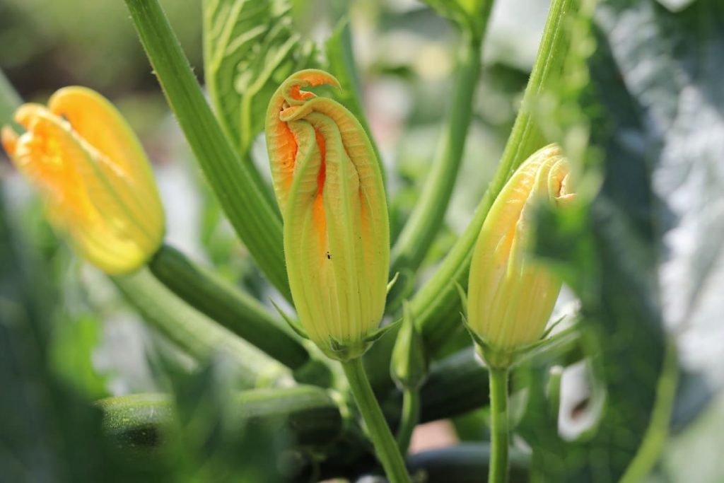 Zucchini-Blüten